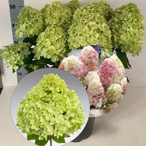 Hydrangea paniculata 'Pandora' - Aedhortensia 'Pandora' C2/2L